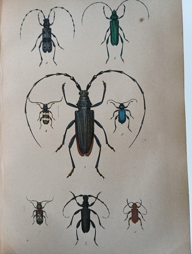 1869 käferbuch - 1869,